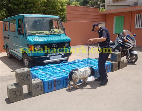 canabis gendarme - www.sabahachark.com