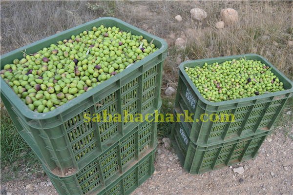 zitoun el aioun01 - www.sabahachark.com