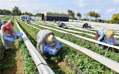 agriculture maroc - www.sabahachark.com