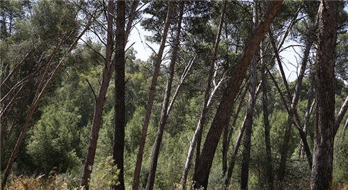 Foret gorgou nador - www.sabahachark.com