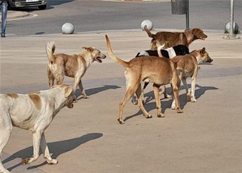 chien el aioun - www.sabahachark.com