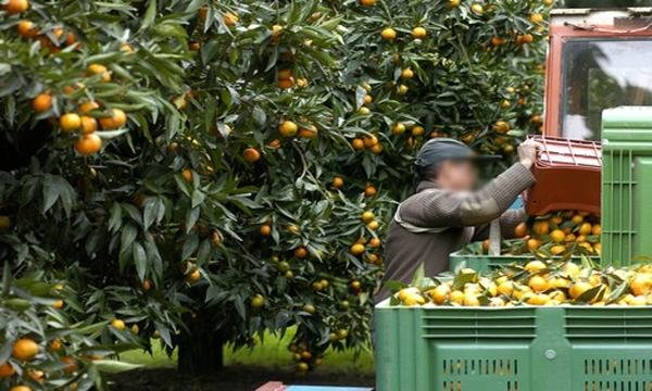 clementine 899530138 - www.sabahachark.com