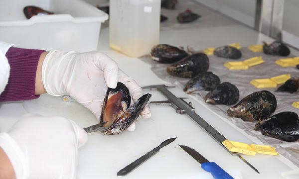 coquillage - www.sabahachark.com