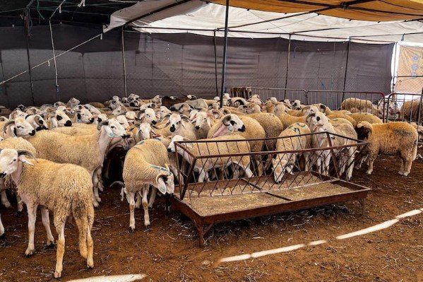 moutons aid al adha laayoune copy - www.sabahachark.com