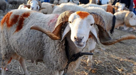 قطاع إصلاح الإدارة يحدد عطلة عيد الأضحى يومي الأربعاء والخميس 21 و22 يوليوز 2021.