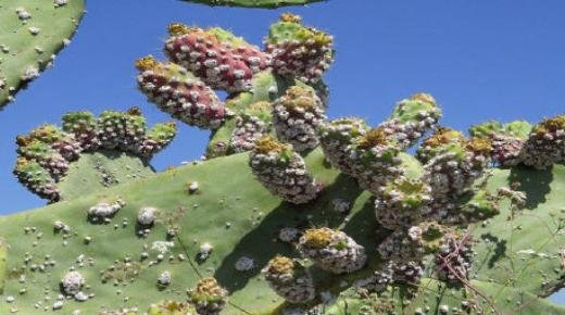 الحشرة القرمزية تهدد نبات الصبار بجماعة مشرع حمّادي والسلطات المعنية خارج التغطية