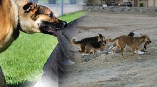 وزارة الداخلية تمنع على الجماعات الترابية قتل الكلاب الضالة في الشوارع