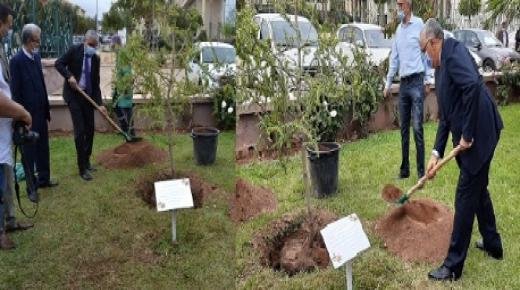 جامعة محمد الأول بوجدة تحتفل باليوم العالمي الأول لشجرة الأركان