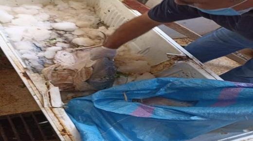 بركان : حجز ثلاثة قناطر من السمك بسوق مرزوق