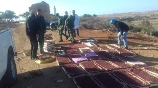 وجدة : ضبط اكثر من 5000 طائر حسون بالمنطقة الحدودية واطلاق سراحها بمحمية ملوية