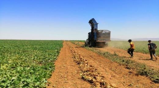 لأول مرة بإقليم تاوريرت زراعة الشمندر السكري على مساحة 30 هكتار بدخل خام يناهز 38000 درهم للهكتار . 