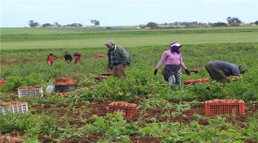 الفلاحة و الخدمات على رأس القطاعات الموفرة لمناصب الشغل
