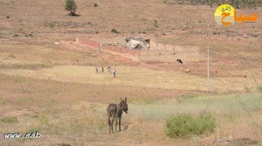 تحت شمس حارقة ..بداية موسم الحصاد التقليدي و بساطة البدويين