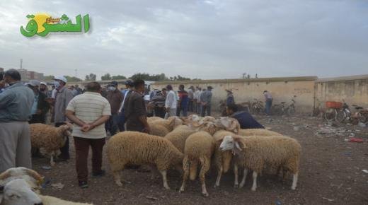 في إطار الاستعدادات لعيد الأضحى 1442 ترقيم 5.8 مليون رأس من الأغنام والماعز