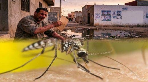 “غزوات شنيولة الجوية”.. و جماعة ترفع شعار “تأملوا ولا تتألموا