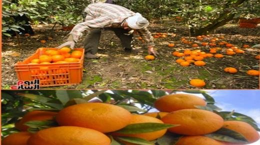 إقليم بركان..”الجيل الأخضر” يروم مضاعفة الناتج الداخلي الخام الفلاحي بحلول عام 2030