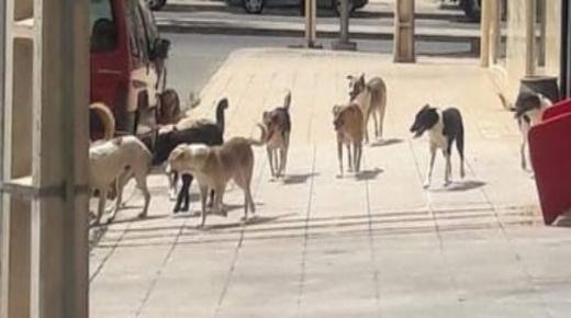 ظاهرة انتشار الكلاب الضالة تغزو أحياء مدينة بركان