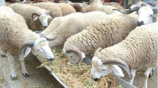 هذا ما قررته الحكومة بشأن عيد الأضحى