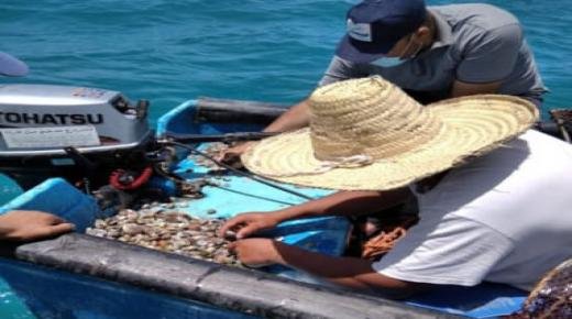 حظر جمع و تسويق”المحارة الصغيرة” بمنطقة رأس كبدانة و السعيدية