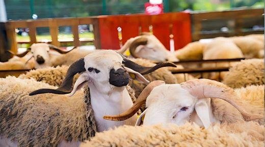وفرة في العرض و”لهيب” في الأسعار.. هل تنجح الحكومة في لجم المضاربين؟