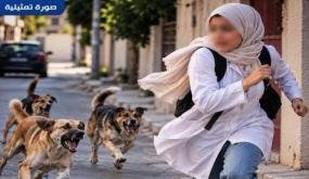 هجوم كلب ضال على طفلة بالعيون سيدي ملوك يعيد ملف الكلاب الضالة إلى الواجهة