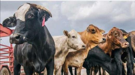 الحكومة تقرر زيادة حصص استيراد الأبقار والأغنام لتوفير اللحوم