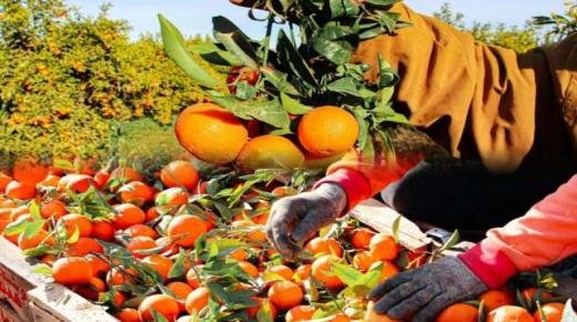 الإنتاج الإجمالي من حوامض بركان يصل إلى نحو 192 ألف و 300 طن