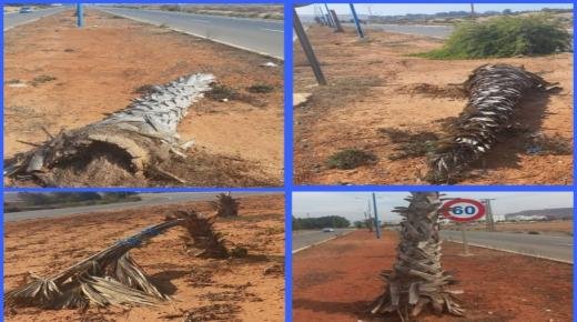 هل يعتبر غرس النخيل بمدينة بركان: استنزاف للمال العام أم تحسين للمنظر العام…؟