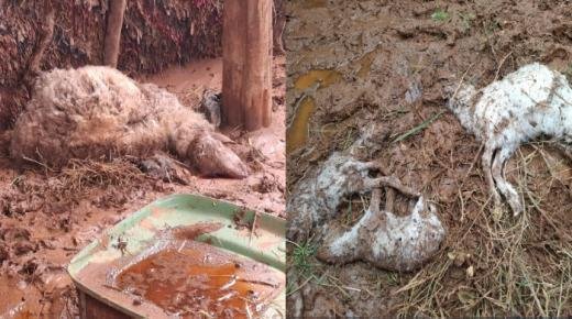 تصريحات مواطنين بالشويحية بين نداءات الاستغاثة وغياب التدخل الرسمي…كارثة في دوار بنعمر بجماعة الشويحية: فيضانات تجرف الممتلكات والمواشي وسط صمت المسؤولين