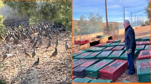 بالصوت والصورة… الفرع الجهوي للقنص بجهة الشرق يتوصل بأولى دفعات طائر الحجل في إطار برنامج إعادة الإعمار البيئي