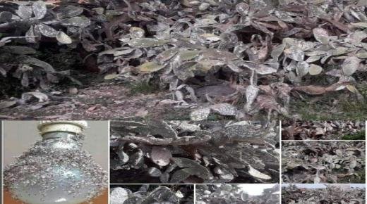 سكان دواري تزغين و واولوت يعيشون تحت رحمة الحشرة القرمزية