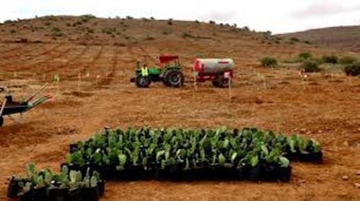 إطلاق مجموعة من المشاريع الفلاحية لغرس الصبار واللوز والزيتون بإقليم الحسيمة