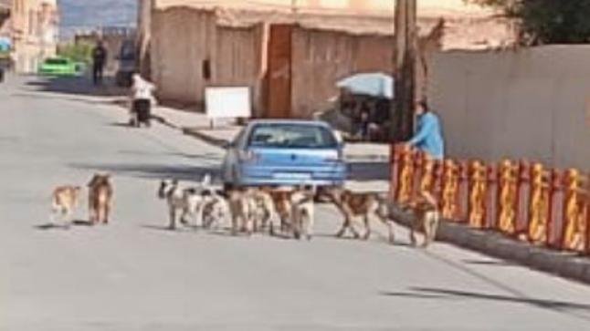 الكلاب الضالة تثير مخاوف أولياء التلاميذ