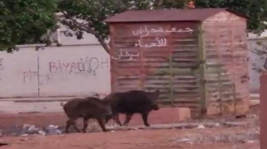 الخنزير البري “الحلوف” يتجول بكل حرية وسط حي الرشاد قرب إعدادية تريفة ببركان والساكنة تناشد المسؤولين بالتدخل…؟