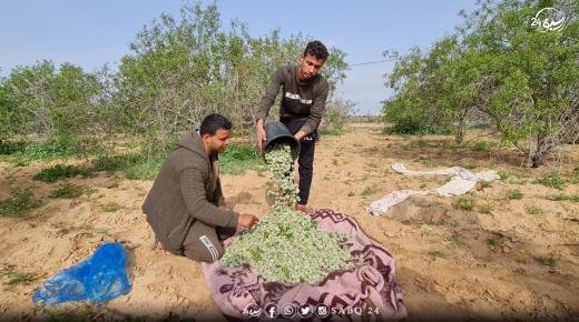 العيون سيدي ملوك : انطلاق موسم جني اللوز وسط توقعات بانخفاض في الإنتاج