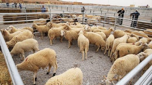 المديرية الجهوية للفلاحة بجهة الشرق تخصص 456 مليون درهم لحماية الرصيد الحيواني وتدبير ندرة المياه بالجهة