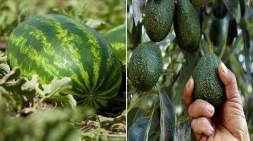 من بينها الأفوكادو و البطيخ الأحمر .. وقف الدعم المالي عن الزراعات التي تستنزف المخزون المائي