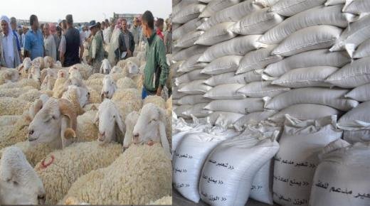 مربو الماشية بجماعتي عين الحجر و مشرع حمادي مستاؤون بسبب عدم توصلهم بحصصهم من الشعير المدعم
