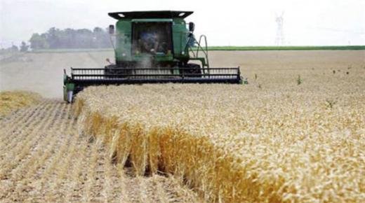 بسبب الجفاف ..حصيلة محصول الحبوب للموسم 2021/2022 بلغت 34 مليون قنطار