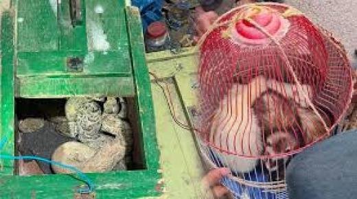 حجز حيوانات برية و زواحف كانت موجهة للبيع بشكل غير مشروع