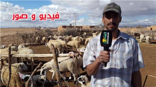 العيون سيدي ملوك : غلاء الأعلاف وضعف الدعم .. هاجسان يؤرقان مربّي الماشية