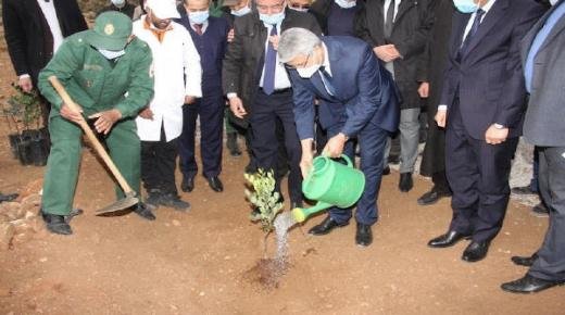 بسبب تأقلمه مع الجفاف و قيمته المرتفعة .. المغرب يتجه إلى تنظيم سلسلة الخروب