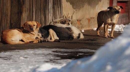 جحافل الكلاب الضالة تغزو شوارع وأحياء العيون سيدي ملوك وسط استنكار المواطنين وغياب المسؤولين