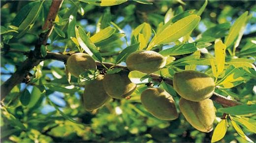 جهة الشرق : تطور ملحوظ في قطاع غرس أشجار اللوز