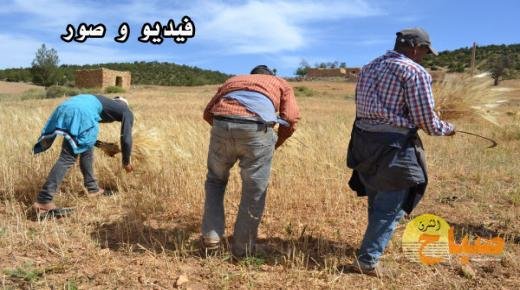 الحصاد التقليدي بالمنجل..عادات زراعية عريقة تأبى الاندثار بجماعة مشرع حمادي