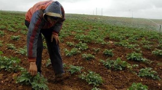 الفلاحون يستبشرون خيرا بعودة الأمطار لسماء المملكة