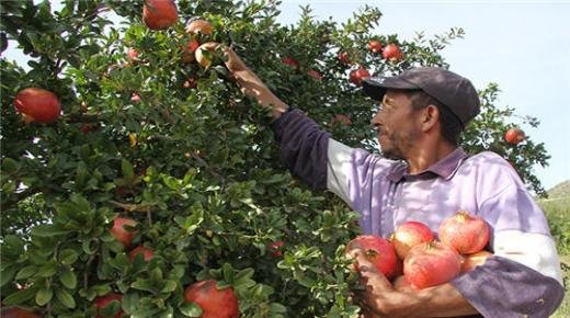 زراعة الرمان.. سلسلة ذات قيمة مضافة كبيرة ببركان