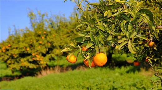 سهل صبرا .. حوض خصب لزراعة الحوامض بجهة الشرق