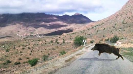 الخنزير البري يجتاح جماعة مشرع حمادي ويهدد حياة السكان ويتلف مزروعاتهم والساكنة تستنجد