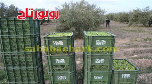موسم جني الزيتون بالعيون سيدي ملوك .. جودة تعدت شهرتها الحدود و قلة التساقطات الهاجس الأكبر